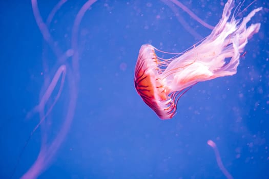 Red and white jellyfish swimming in deep blue sea. download photo