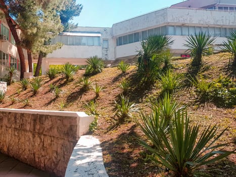 Young evergreen yucca plants in the park area next to the building.