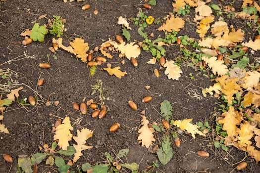 Autumn background fallen oak leaves and ripe acorns lie on the forest ground. Quercus robur, commonly known as petiolate oak, European oak.