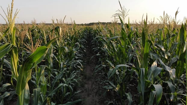 Corn young field. Seedlings planted in a row