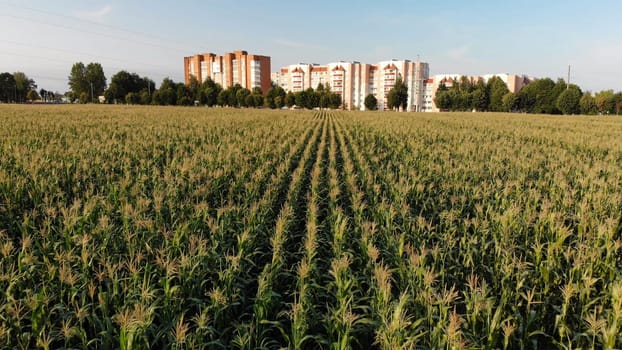 A cornfield of green by the city. Drone video