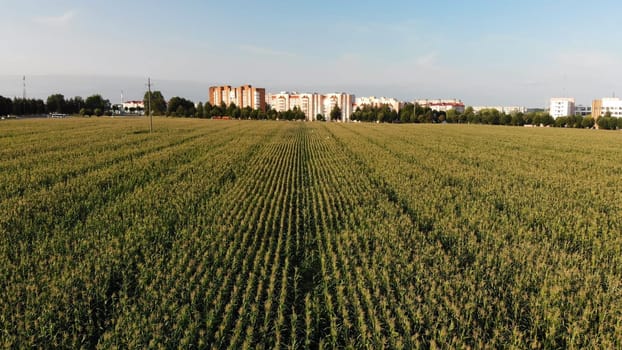 A cornfield of green by the city. Drone video