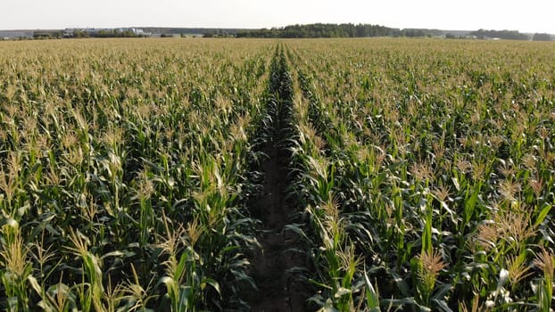 Corn young field. Seedlings planted in a row