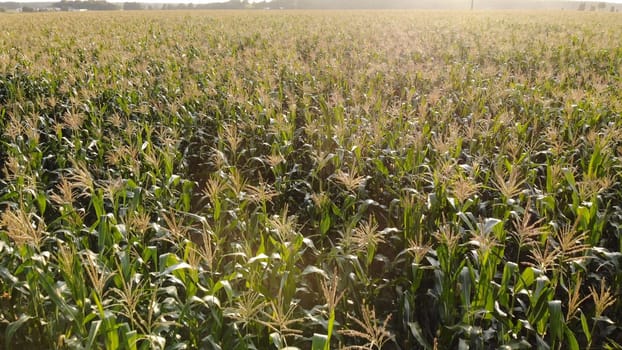 Corn young field. Seedlings planted in a row