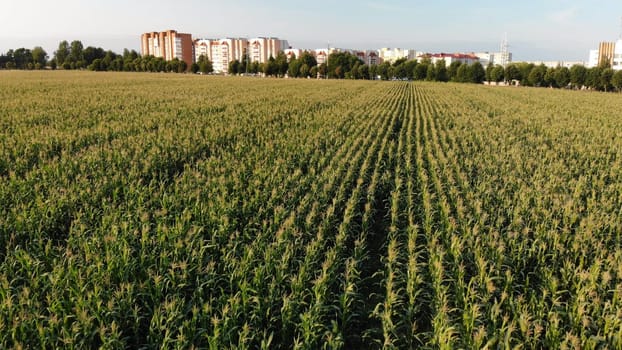 A cornfield of green by the city. Drone video