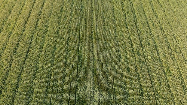Aerial view with a drone of a field of corn flowered perfectly sown. Precision agriculture and sowing with variable doses of seed begins to dominate the agricultural industry.
