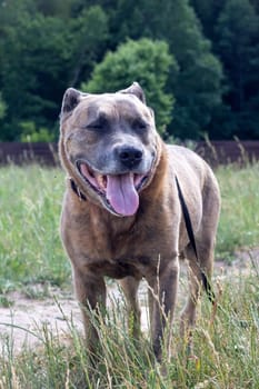 Staffordshire Terrier dog walking in the woods close up