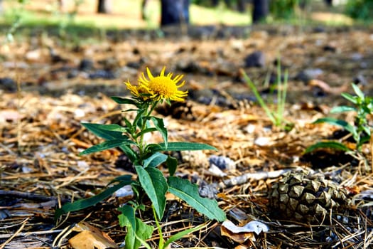 a plant that has yellow daisy like flowers with long slender petals and bitter aromatic roots that are used in herbal medicine