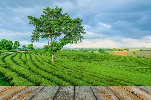 wood floor on green tea farm, Chiang Rai