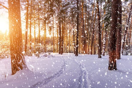 Sunset or sunrise in the winter pine forest with falling snow. Rows of pine trunks with the sun's rays passing through them. Snowfall.