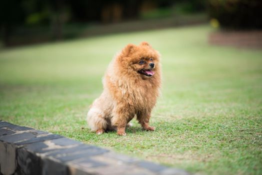 small orange pomeranian dog standing on the grass