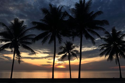 silhouette, coconut trees in the morning and sunrise.