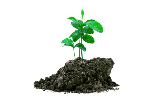 Close-up of a sapling of a tree emerging from a mound isolated on a white background.
