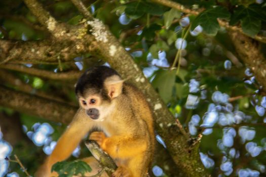 Squirrel monkey climbing in the tree