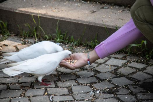 white pigeon is feeding by Hand
