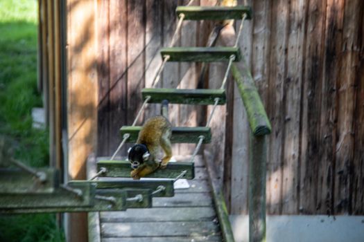 Squirrel monkey climbing in the tree