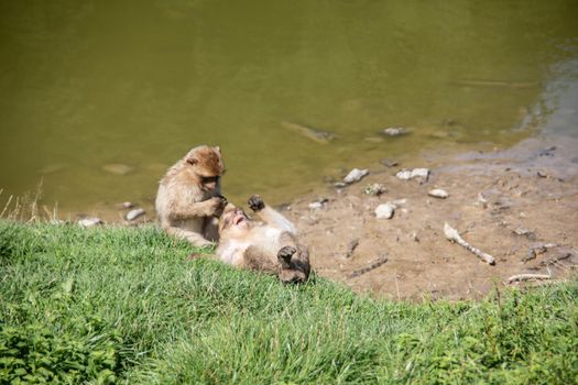Berber monkeys at waterhole