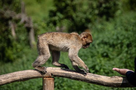 Berber monkeys at waterhole