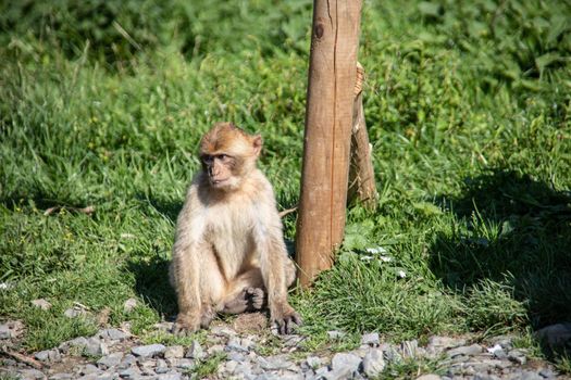 Berber monkeys at waterhole