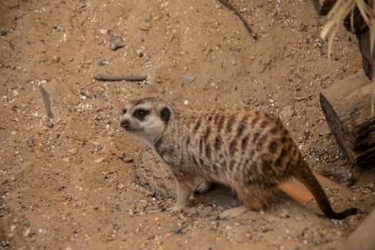 Meerkat playing in the sand