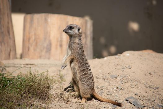 Meerkat playing in the sand