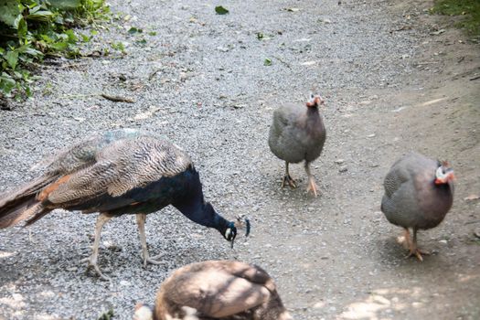 Guinea fowl and peacock run around pecking food