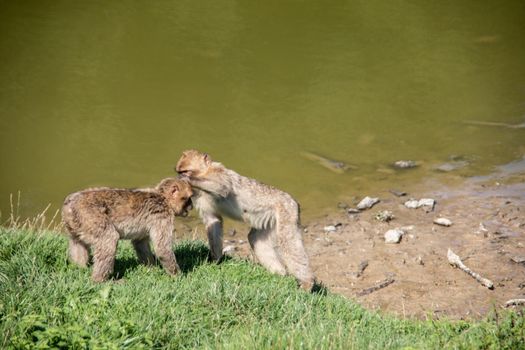 Berber monkeys at waterhole