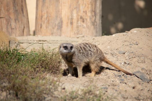 Meerkat playing in the sand