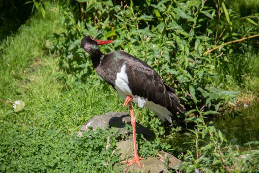 Black stork with a long red beak is standing in the meadow
