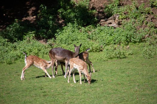 Deer at the edge of the forest and in the meadow