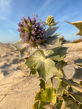 Thistle hidden among flowers and grass on sand dune near the ocean.