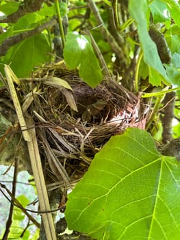 Empty bird's nest hidden in the middle of leaves on a fig tree.
