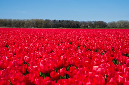 Red tulips blooming in vast springtime field. Beautiful bright red tulip in the middle of a field. Blossoming tulip fields in a dutch, Netherlands.