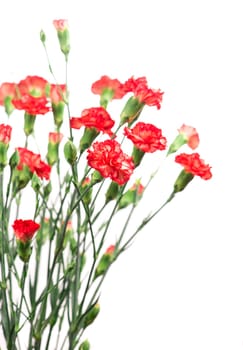 Red carnation flowers isolated on white background