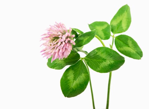 Clover flowers on branch isolated on white background