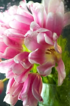 Rain outside pink tulips behind the glass window in the house