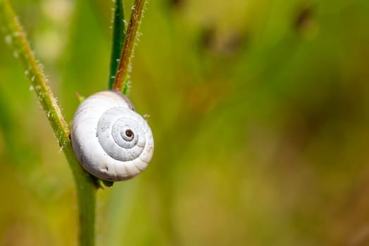 Single snail shell, on a plant  in the garden, in Provence, south of France