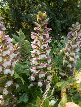 Acanthus mollis Bear's Breeches a spring summer flowering plant with a white summertime flower and a purple hood which open in July and August and is commonly knowns as Bears Breeches