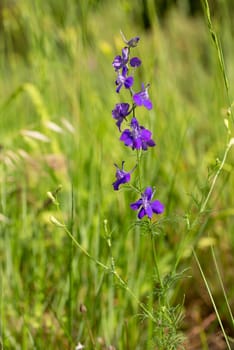 Delphinum ajacis in the meadow. Provence, south of France