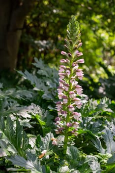 Acanthus mollis Bear's Breeches a spring summer flowering plant with a white summertime flower and a purple hood which open in July and August and is commonly knowns as Bears Breeches