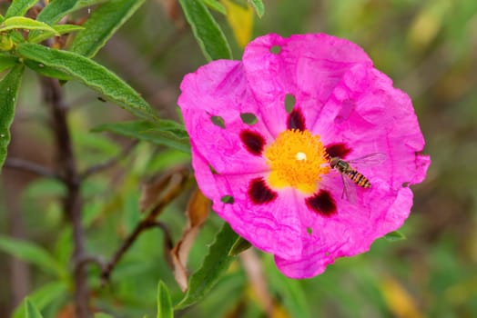 Cistus purpureus flower in the garden, with a paper wasp