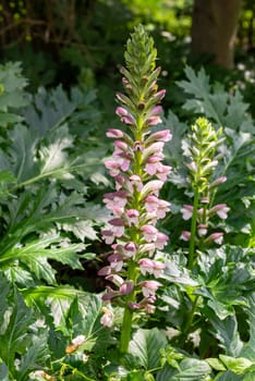 Acanthus mollis Bear's Breeches a spring summer flowering plant with a white summertime flower and a purple hood which open in July and August and is commonly knowns as Bears Breeches