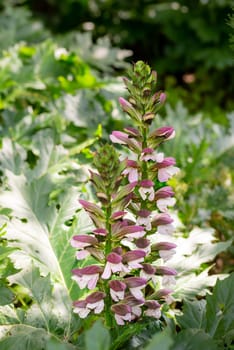 Acanthus mollis Bear's Breeches a spring summer flowering plant with a white summertime flower and a purple hood which open in July and August and is commonly knowns as Bears Breeches