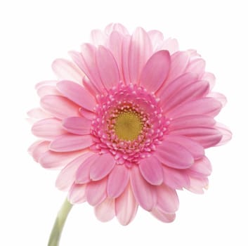 Single Gerbera Blossom on a white background