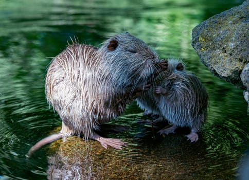 a female coypu or myocaster coypus taking care of her young baby sitting on a rock in the water the entenweiher in germany in the nature reserve rausherpark.