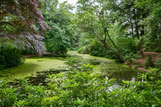 a beautiful park in Vlodrop in the Netherlands with many green trees shrubs plants and ponds with ducks frogs trees in the background also with red leaves