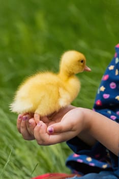 Cute happy little girl with of small duckling in the garden. Little girl holding a duckling in her hands.