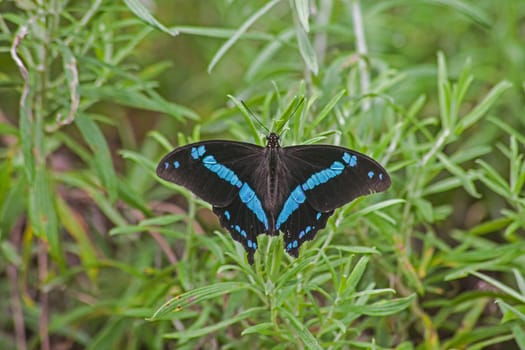 Green-banded Swallowtail (Papilio nireus), also known as rhe African Blue-banded Swallowtail is found in Sub-Saharan Africa