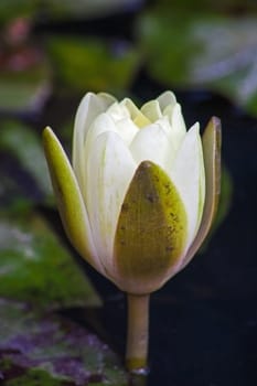 A single flower bud of the Nymphaea nouchali var caerulea water lily