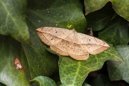 The Red Tail moth (Hypopyra capensis), resembling a dead leaf, is commonly found in most of Sub-Saharan Africa